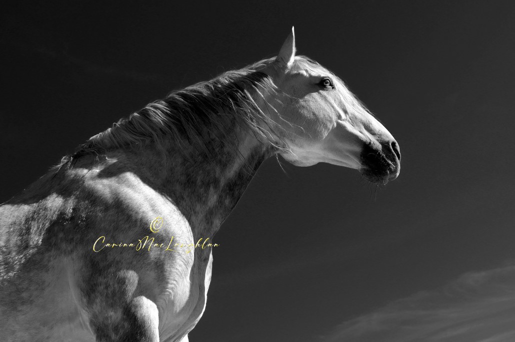 Fine art photograph of a rescued horse by Carina Mac Laughlan