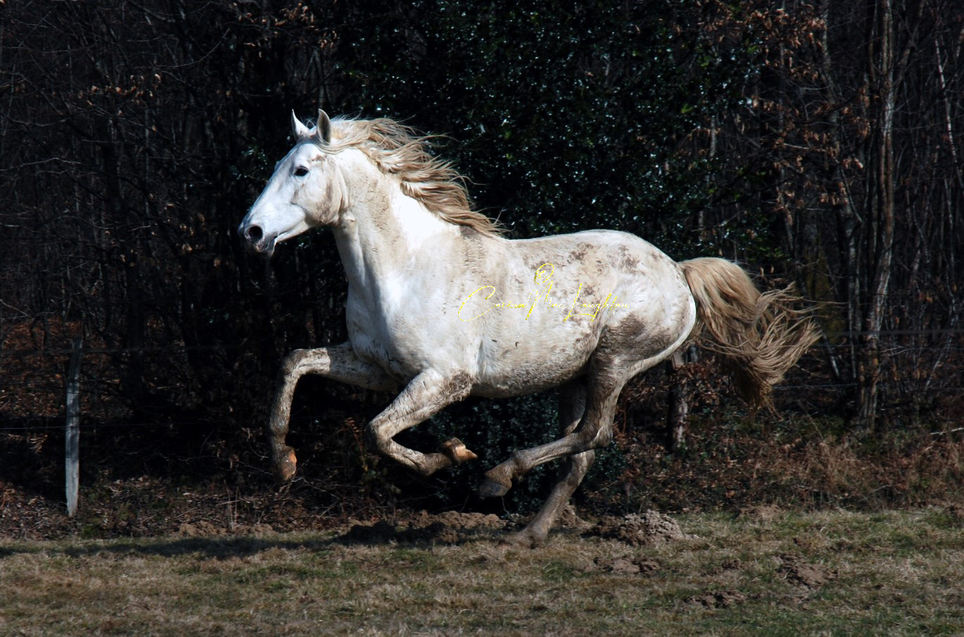 Limited edition equine art by Carina Mac Laughlan