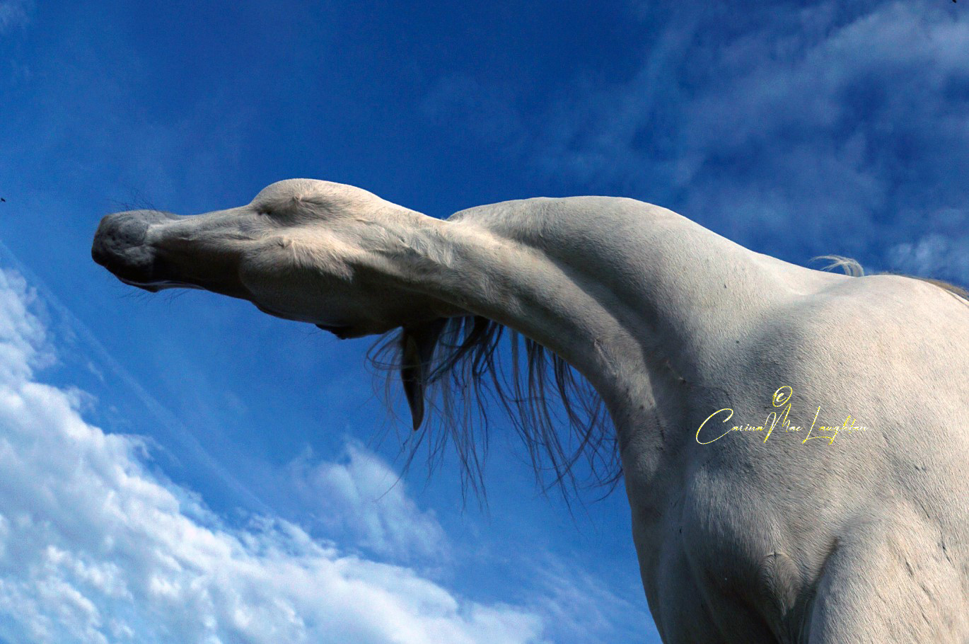 Equine art photography of a rebellious horse by Carina Mac Laughlan