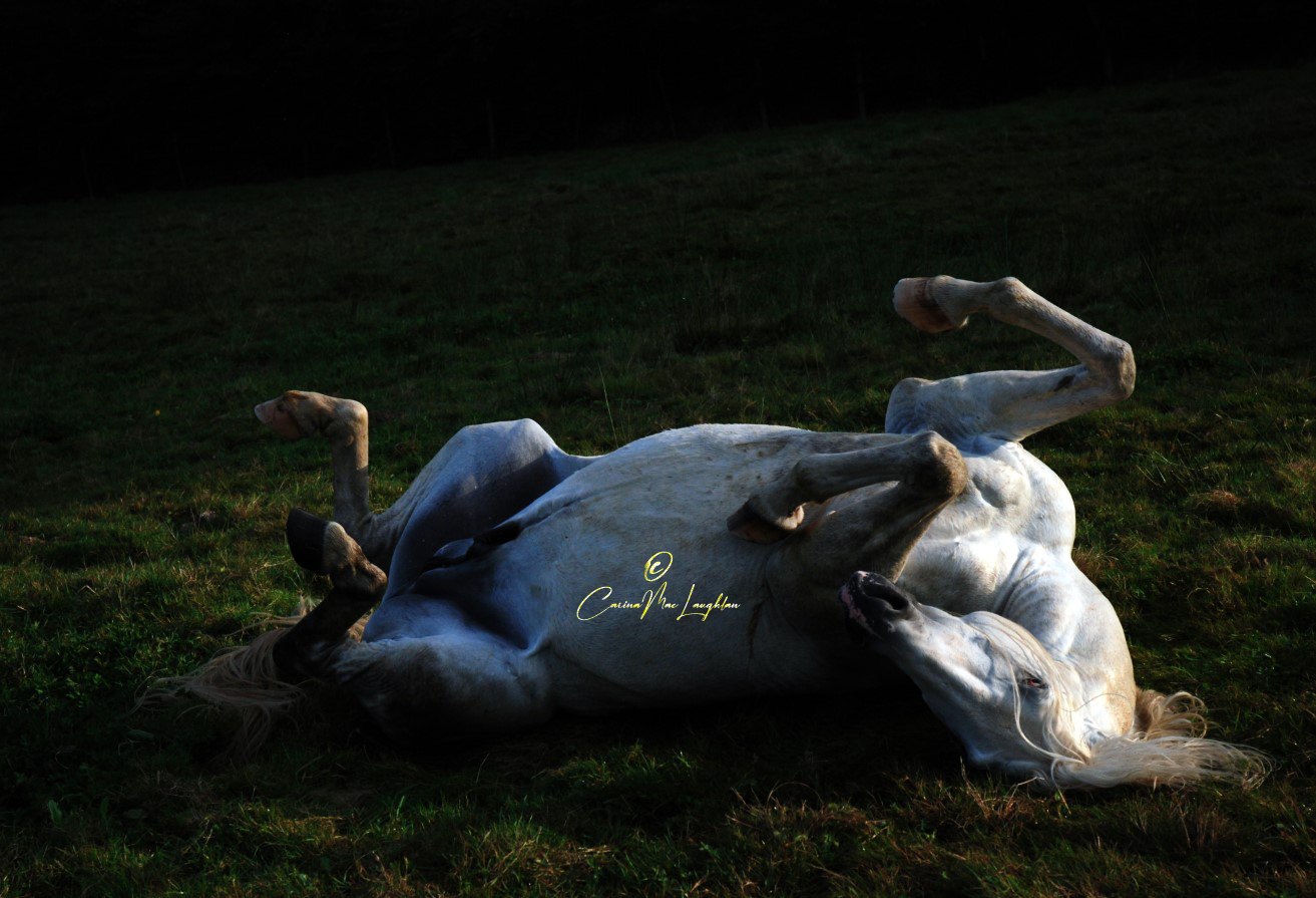Limited edition horse photograph by Carina Mac Laughlan