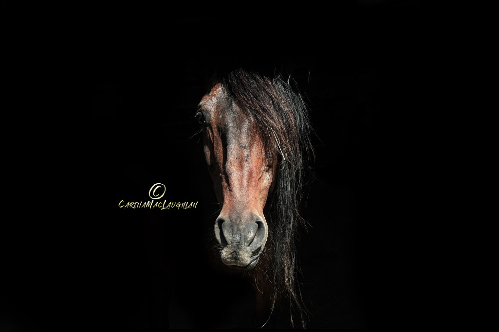 Close-up equine portrait by Carina Mac Laughlan