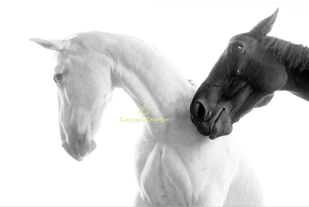 Fine art horse photography from the Clan of Vagabonds