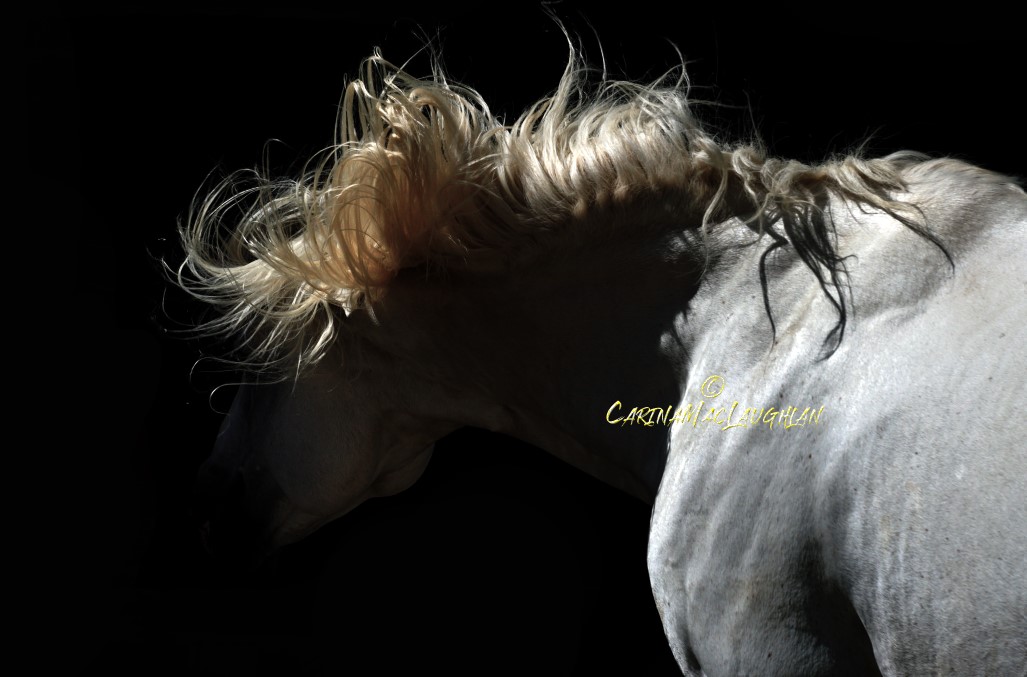 Rebellious horse captured by Carina Mac Laughlan