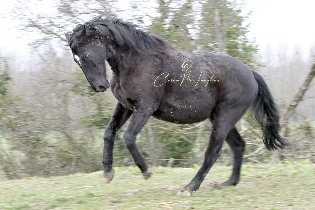 Equine art print by Carina Mac Laughlan