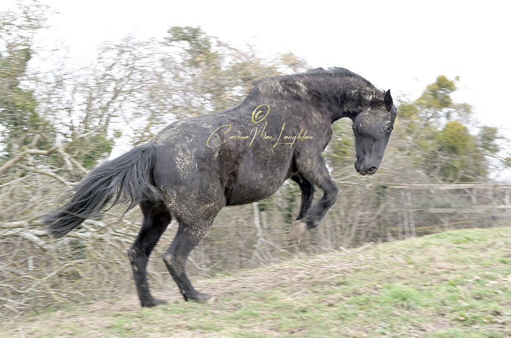 Fine art photograph of a horse in sunlight by Carina Mac Laughlan