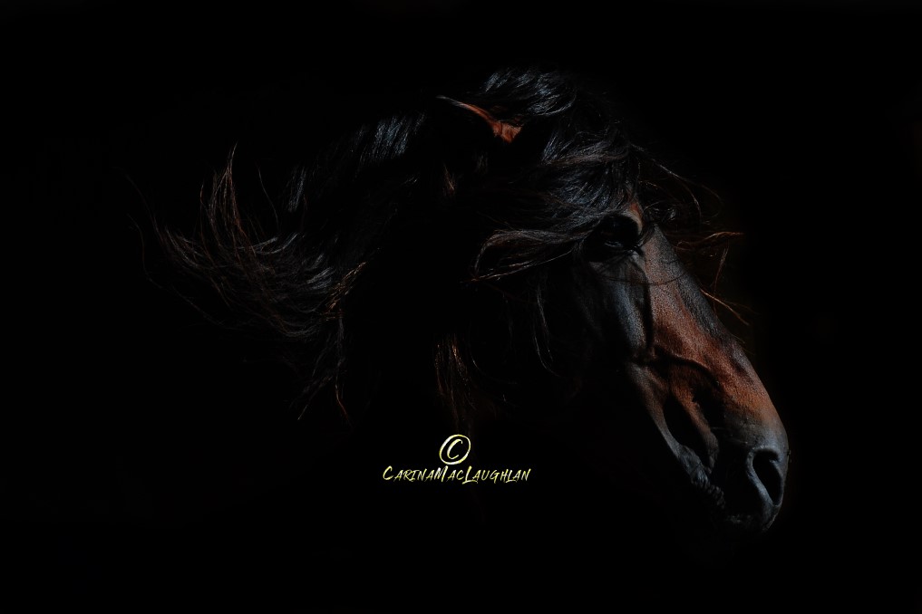 Clan of Vagabonds horse photography by Carina Mac Laughlan
