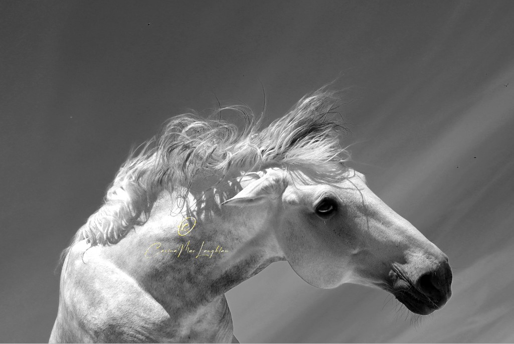Equine art photography of a rebellious horse by Carina Mac Laughlan