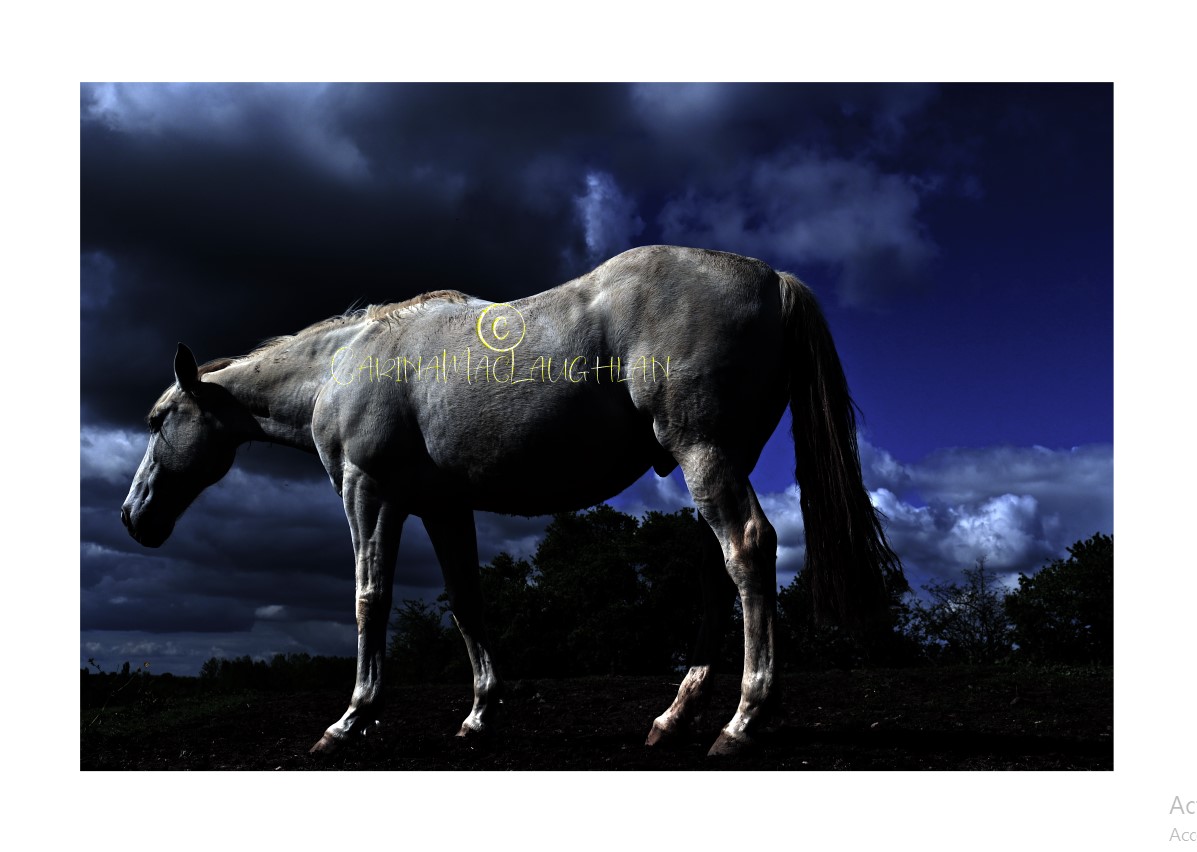 Limited edition equine art by Carina Mac Laughlan