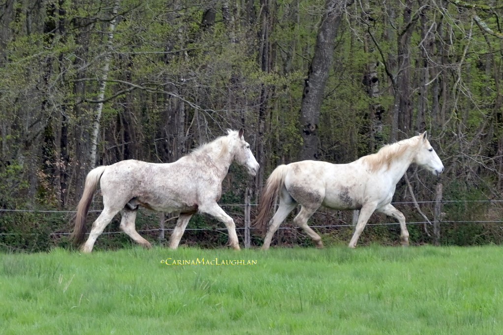 Fine art photograph of a rescued horse by Carina Mac Laughlan