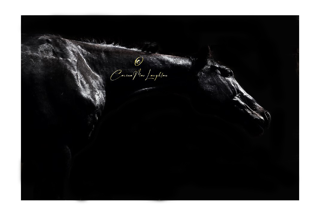 Equine art photography of a rebellious horse by Carina Mac Laughlan
