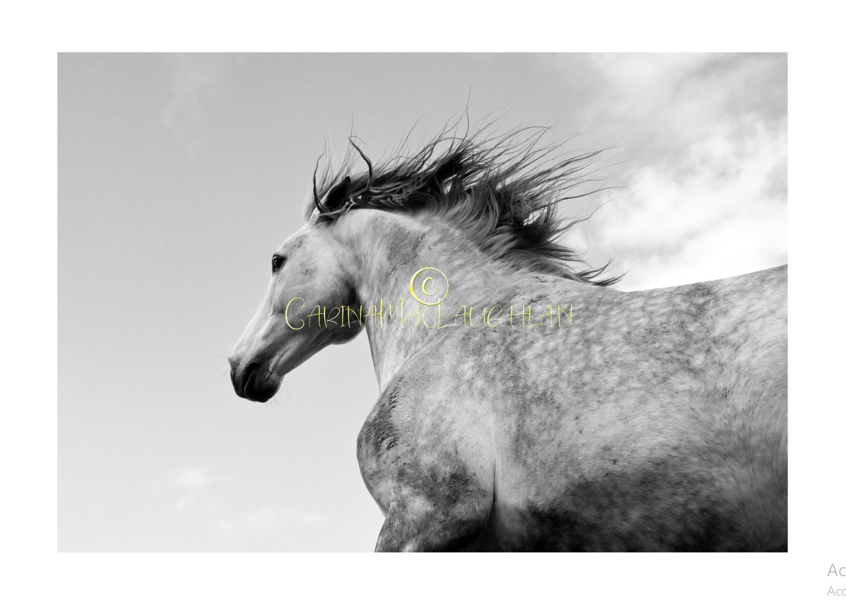 Limited edition horse photograph by Carina Mac Laughlan
