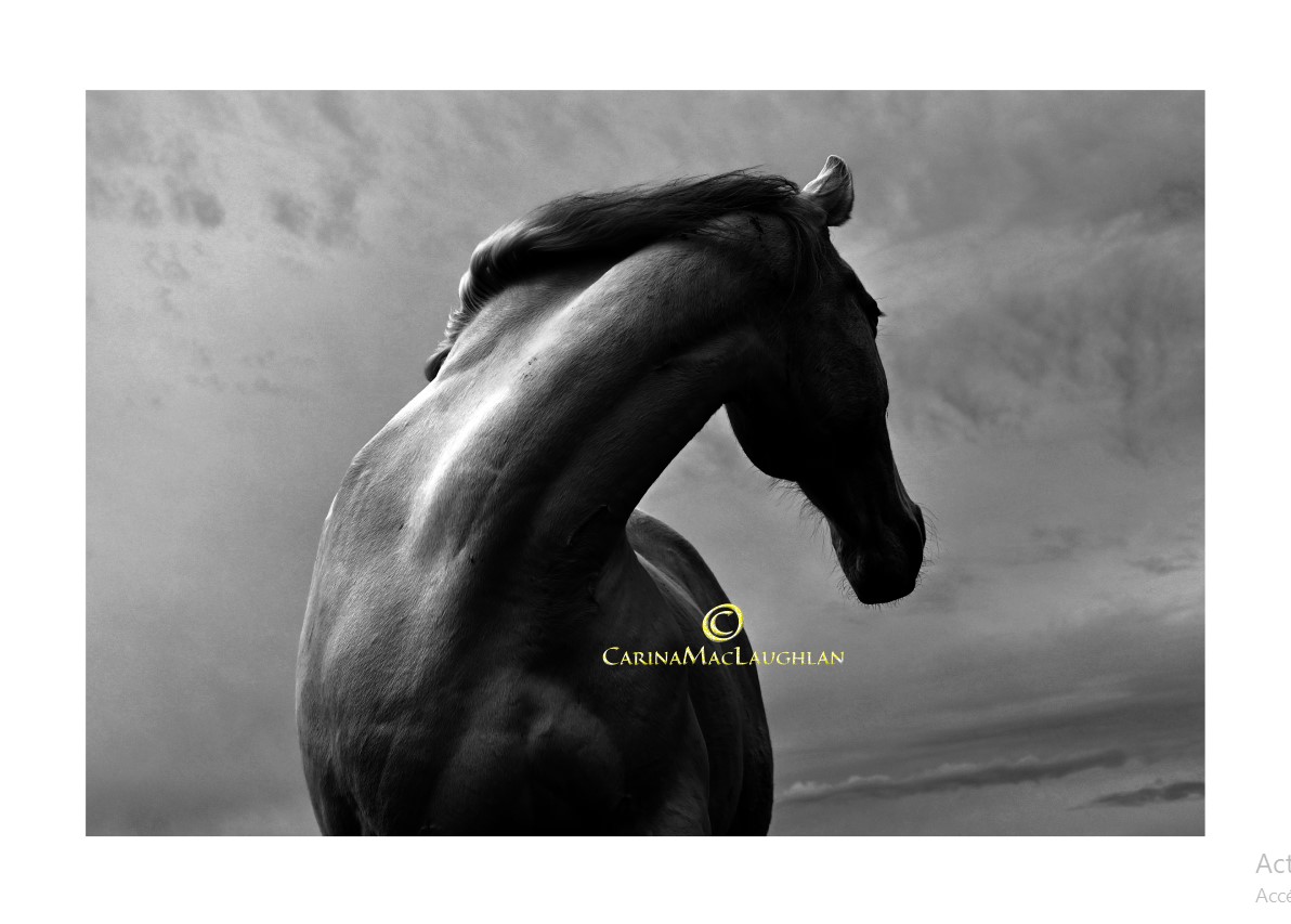 Close-up equine portrait by Carina Mac Laughlan