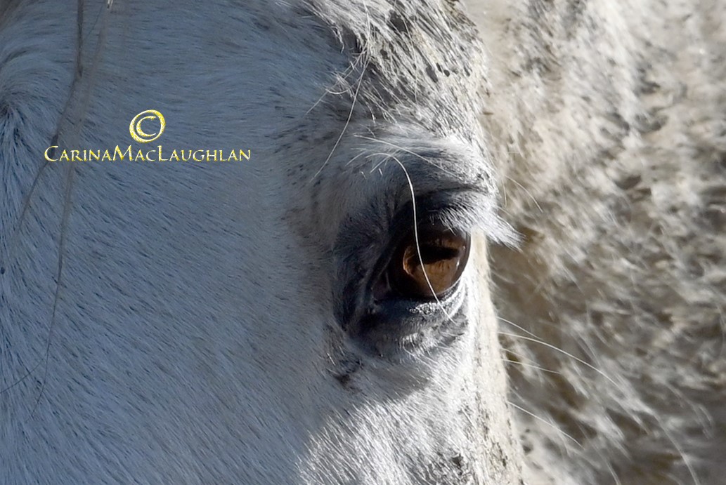 Rebellious horse captured by Carina Mac Laughlan