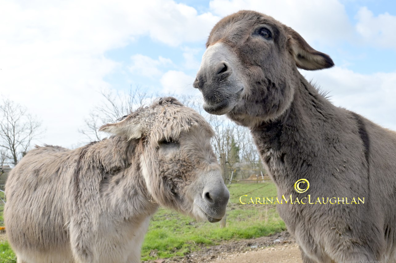 Fine art photograph of a donkeys in sunlight by Carina Mac Laughlan