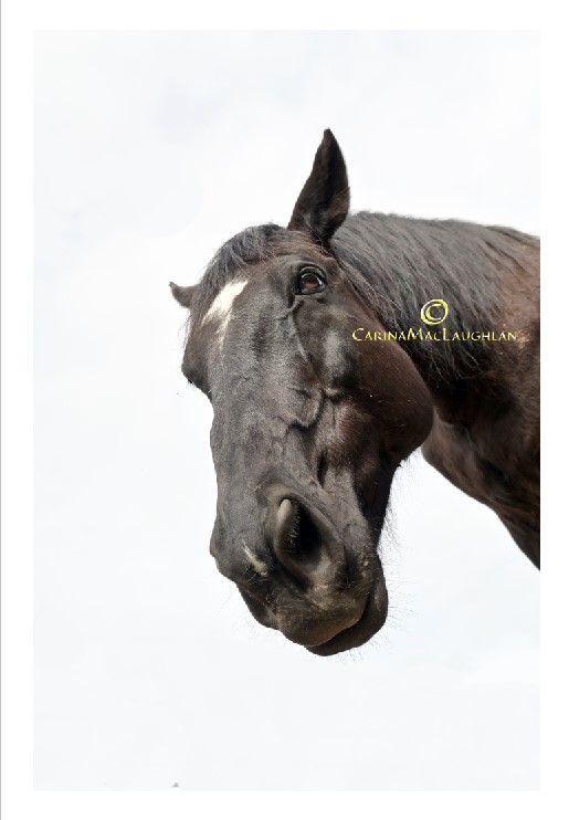Clan of Vagabonds horse photography by Carina Mac Laughlan