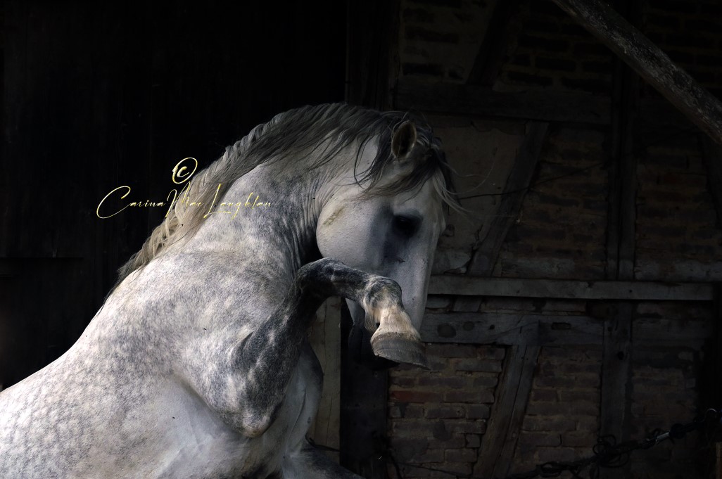 Limited edition horse photograph by Carina Mac Laughlan