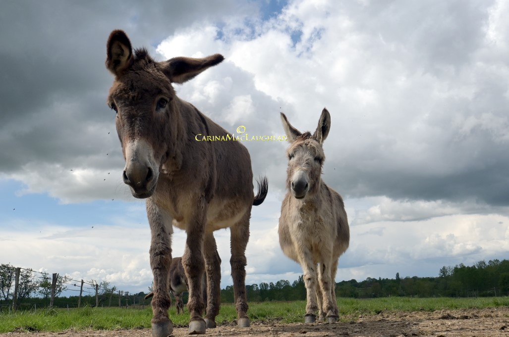 Limited edition equine art by Carina Mac Laughlan