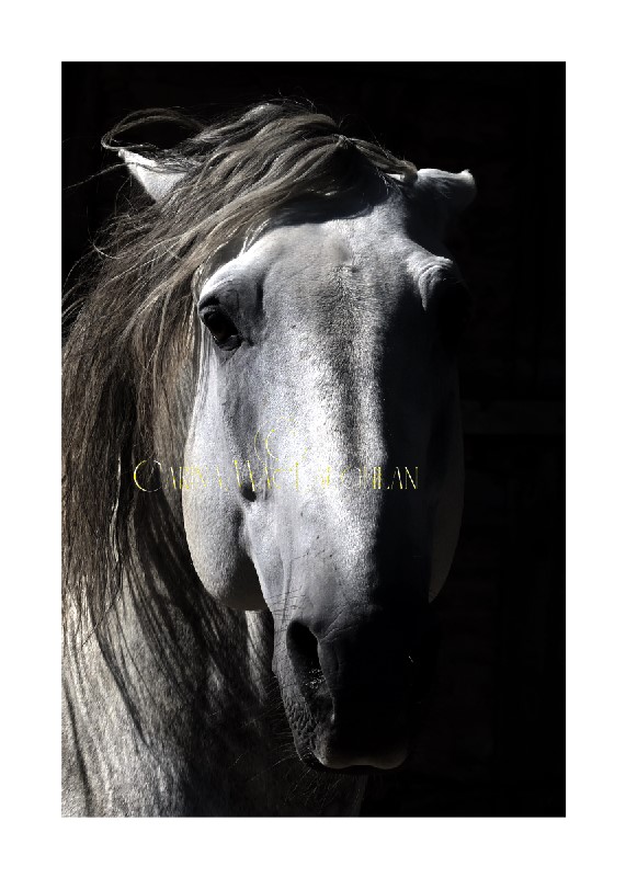 Fine art horse photography from the Clan of Vagabonds