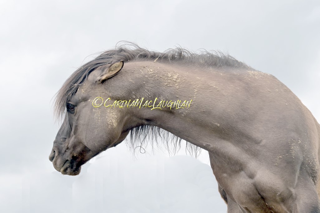 Rebellious horse captured by Carina Mac Laughlan
