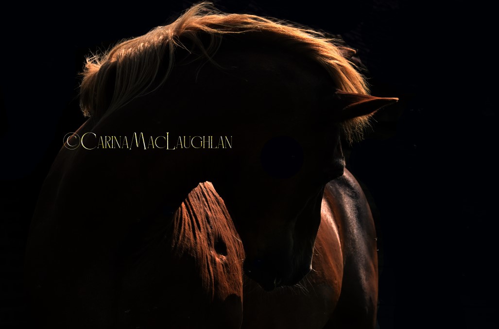 Equine art print by Carina Mac Laughlan