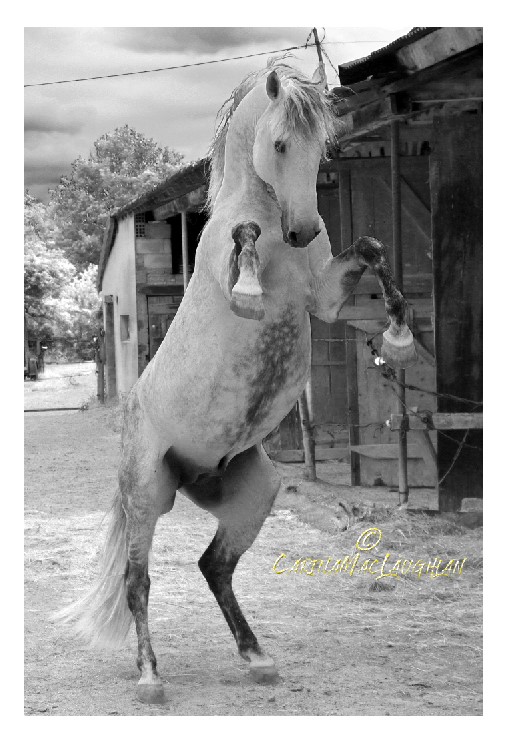 Fine art photograph of a horse in sunlight by Carina Mac Laughlan