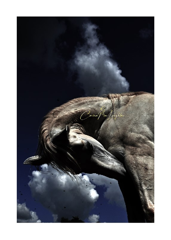 Fine art photograph of a horse in storm by Carina Mac Laughlan