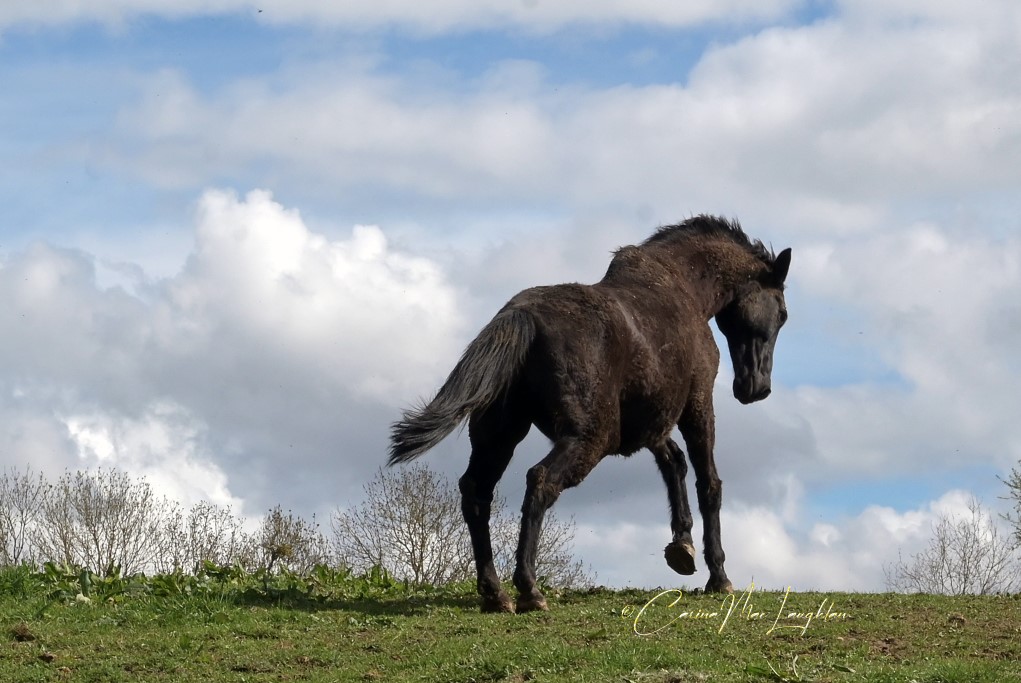 Close-up equine portrait by Carina Mac Laughlan