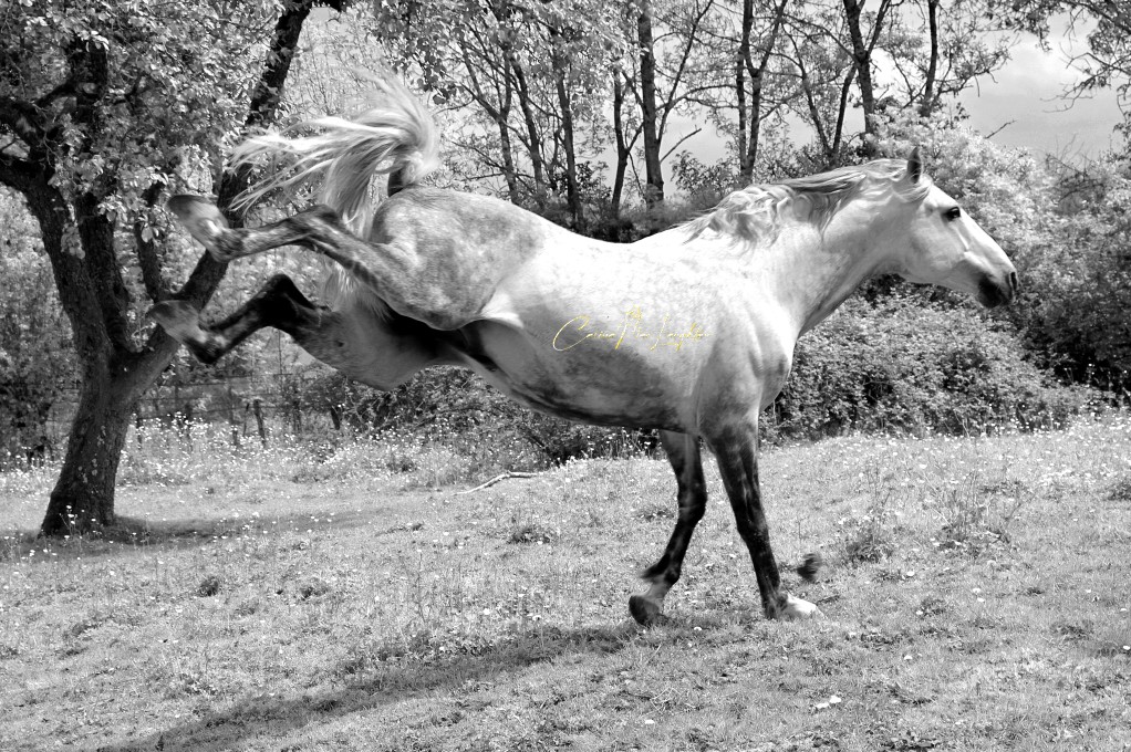 Fine art horse photography from the Clan of Vagabonds