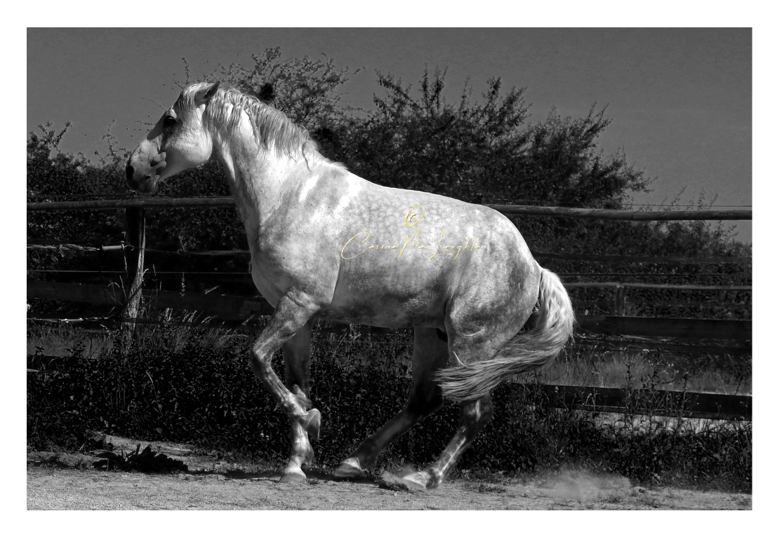 Equine art print by Carina Mac Laughlan