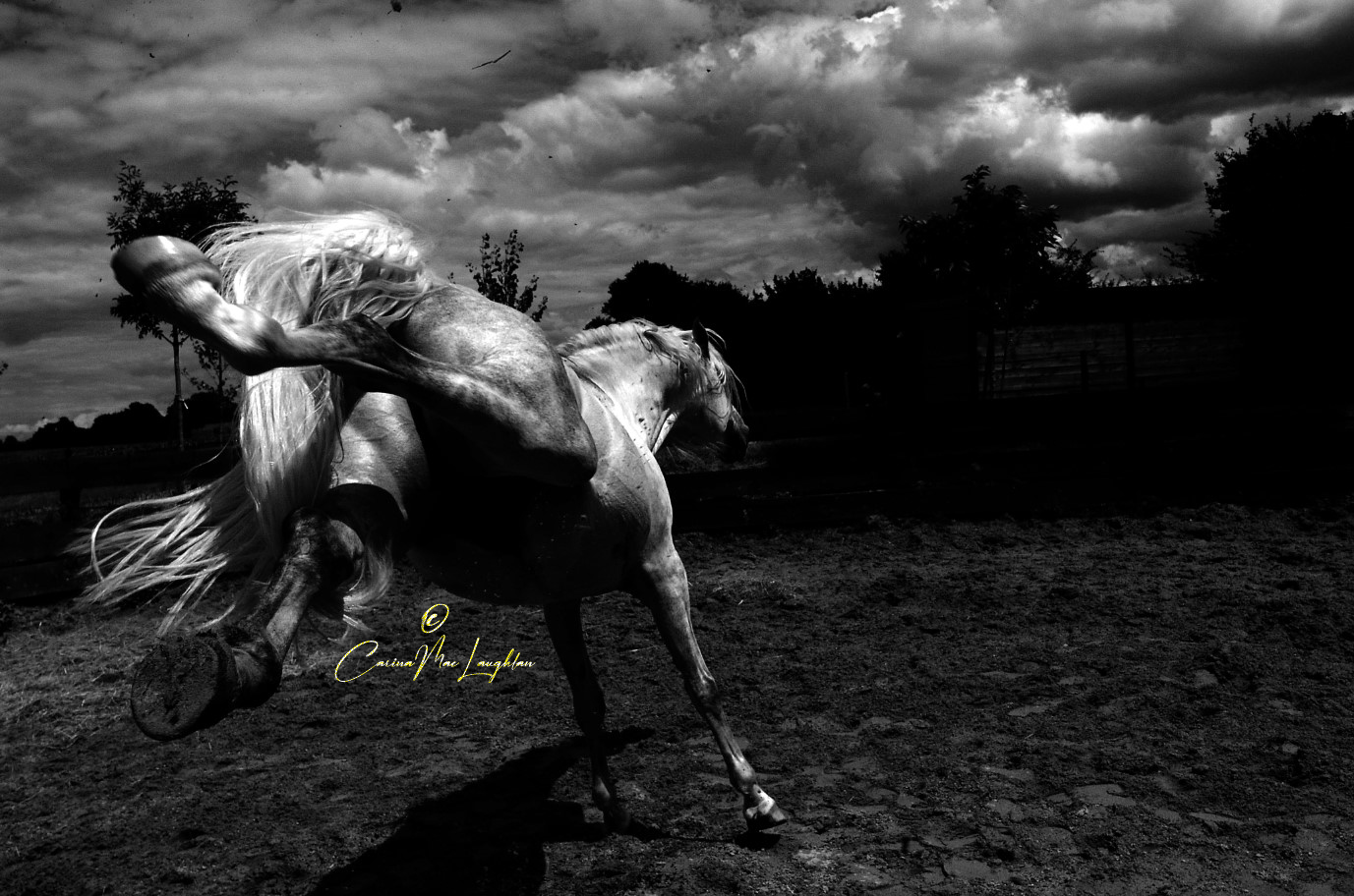 Fine art photograph of a horse in sunlight by Carina Mac Laughlan