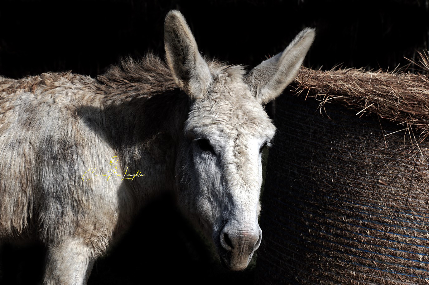 Clan of Vagabonds donkey photography by Carina Mac Laughlan